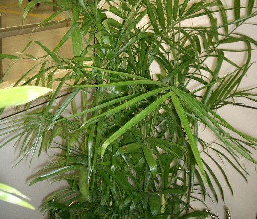 Не только украшают комнату: 7 растений, очищающих воздух